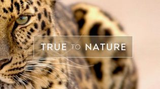 Sky Studios buys stake in Bristol's True to Nature