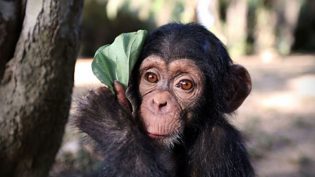 BBC Studios NHU to make Baby Chimp Rescue series