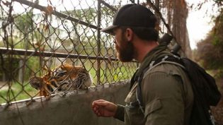 BBC2 to show tiger trafficking doc from Grain Media