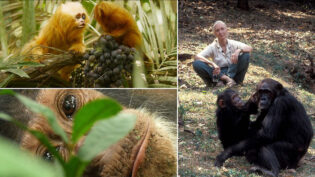 BBC orders three new natural history series