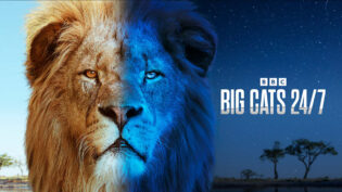 BBC returns to Big Cats 24/7 ahead of debut