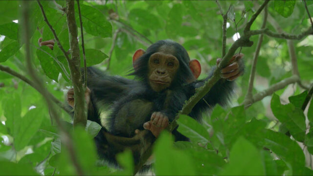 How we made it: James Reed on Chimp Empire - Televisual