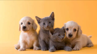 C4 orders Fur Babies from Wonderhood Studios
