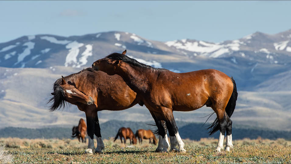Plimsoll sets Horse Power for IMAX
