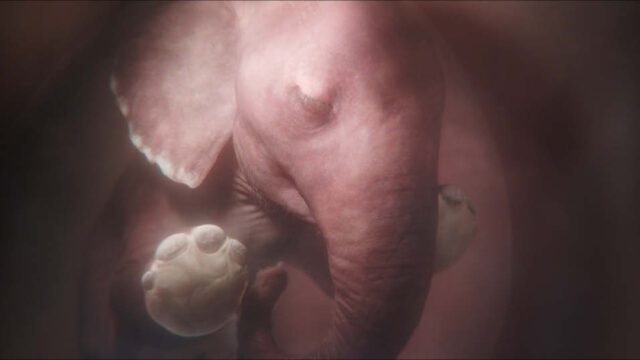 BTS: In the Womb: Animal Babies for Nat Geo Wild - Televisual BTS: In the Womb: Animal Babies for Nat Geo Wild - Televisual