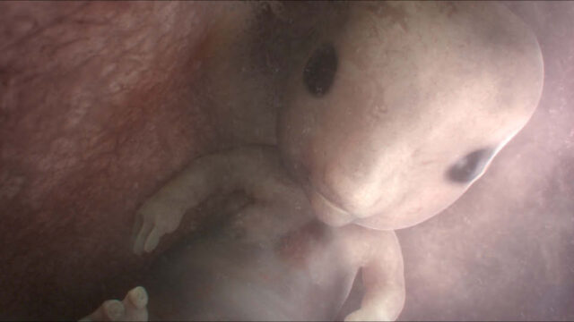 BTS: In the Womb: Animal Babies for Nat Geo Wild - Televisual