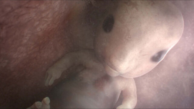 BTS: In the Womb: Animal Babies for Nat Geo Wild - Televisual BTS: In the Womb: Animal Babies for Nat Geo Wild - Televisual