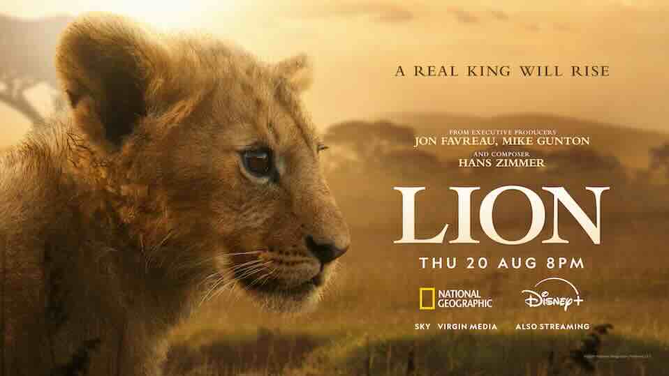 Trail: BBC NHU's Lion for Nat Geo