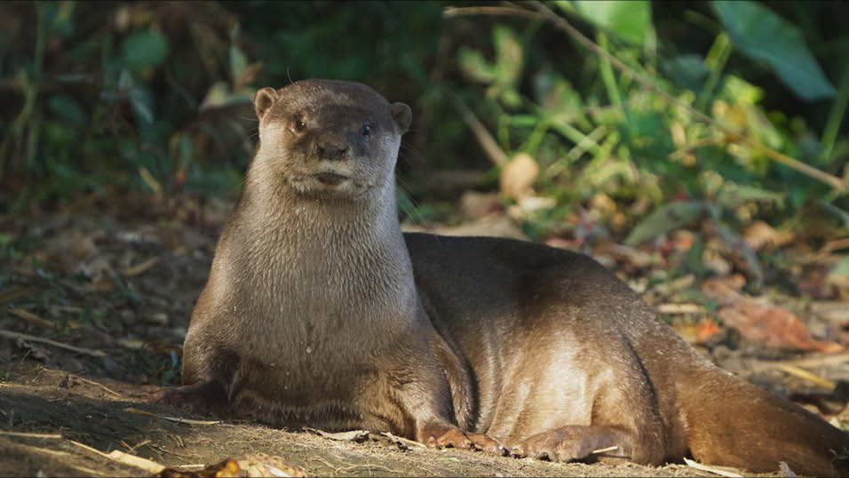 Oxford Scientific's My Otter Diary produced for Japan
