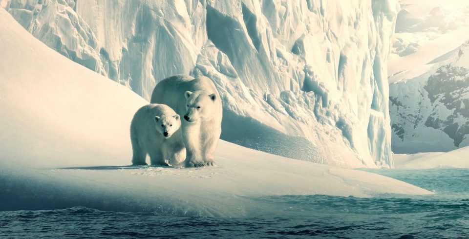 Silverback to make BBC five-parter for Earthshot Prize