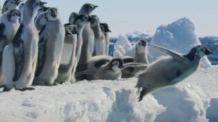 Frozen Planet II: all about the technology