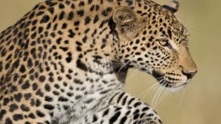 True to Nature, ITV join for Nat Geo series