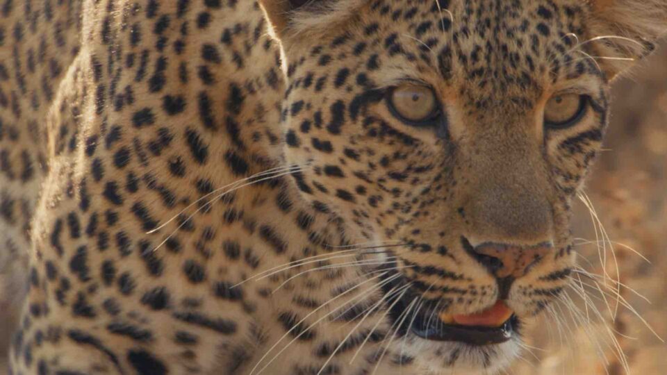 BTS: BBCS Mammals and filming in the Dark