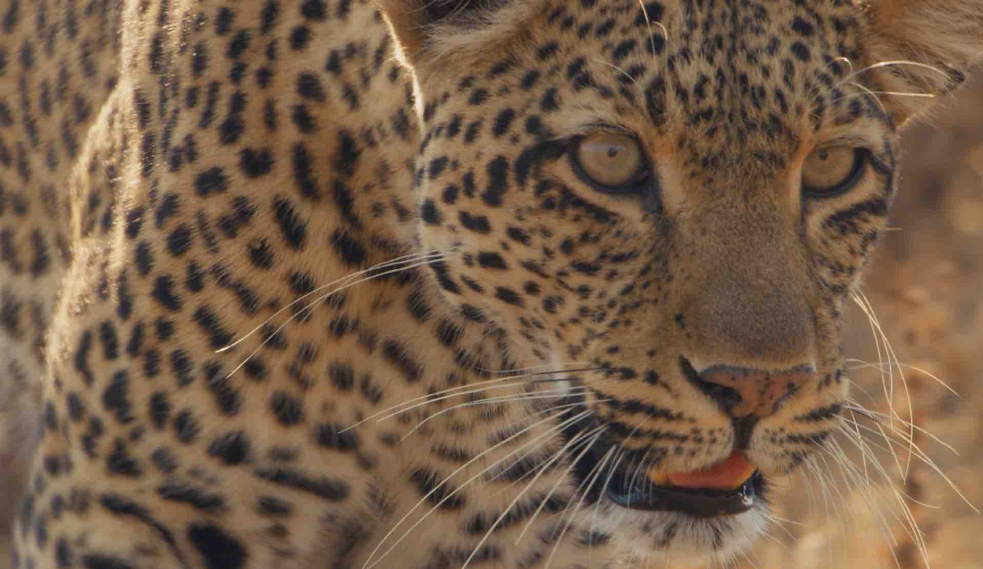 BTS: BBCS Mammals and filming in the Dark