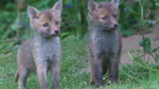 BBC reveals landmark natural history commission