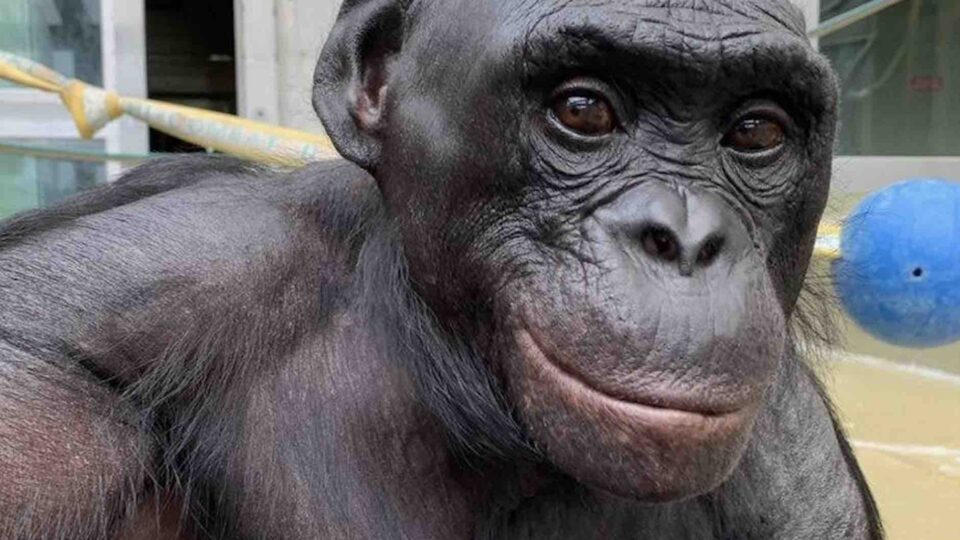 Wildstar tells story of Kanzi the ape