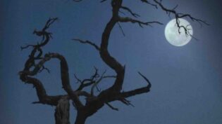 Sophy Purnell on scoring Moon: Nature's Secret Force