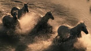 Trail: BBC Studios wildlife landmark Evolution