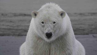 Wildscreen Panda Awards 2025: the winners