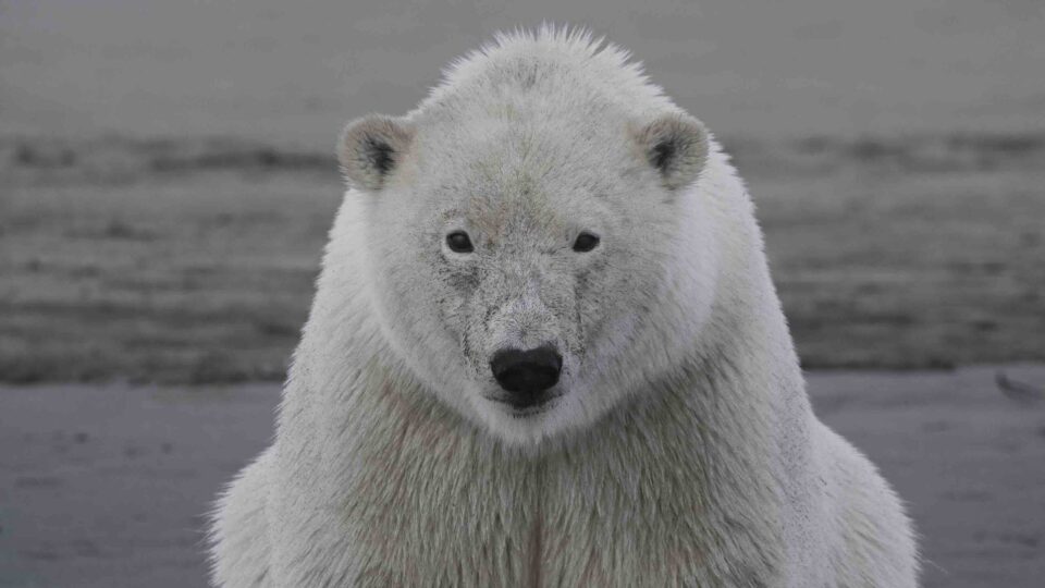 Wildscreen Panda Awards 2025: the winners