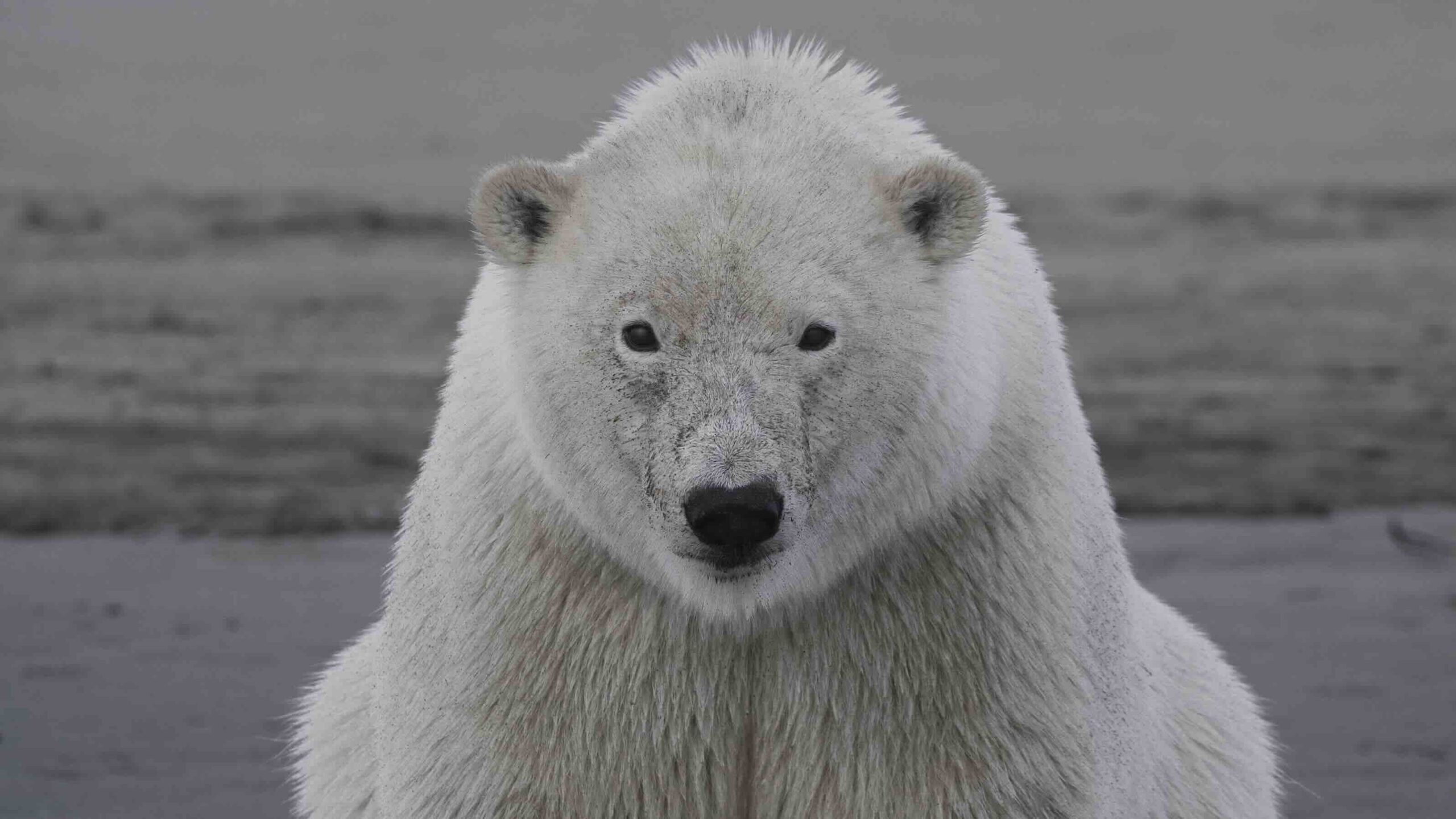 Wildscreen Panda Awards 2025: the winners